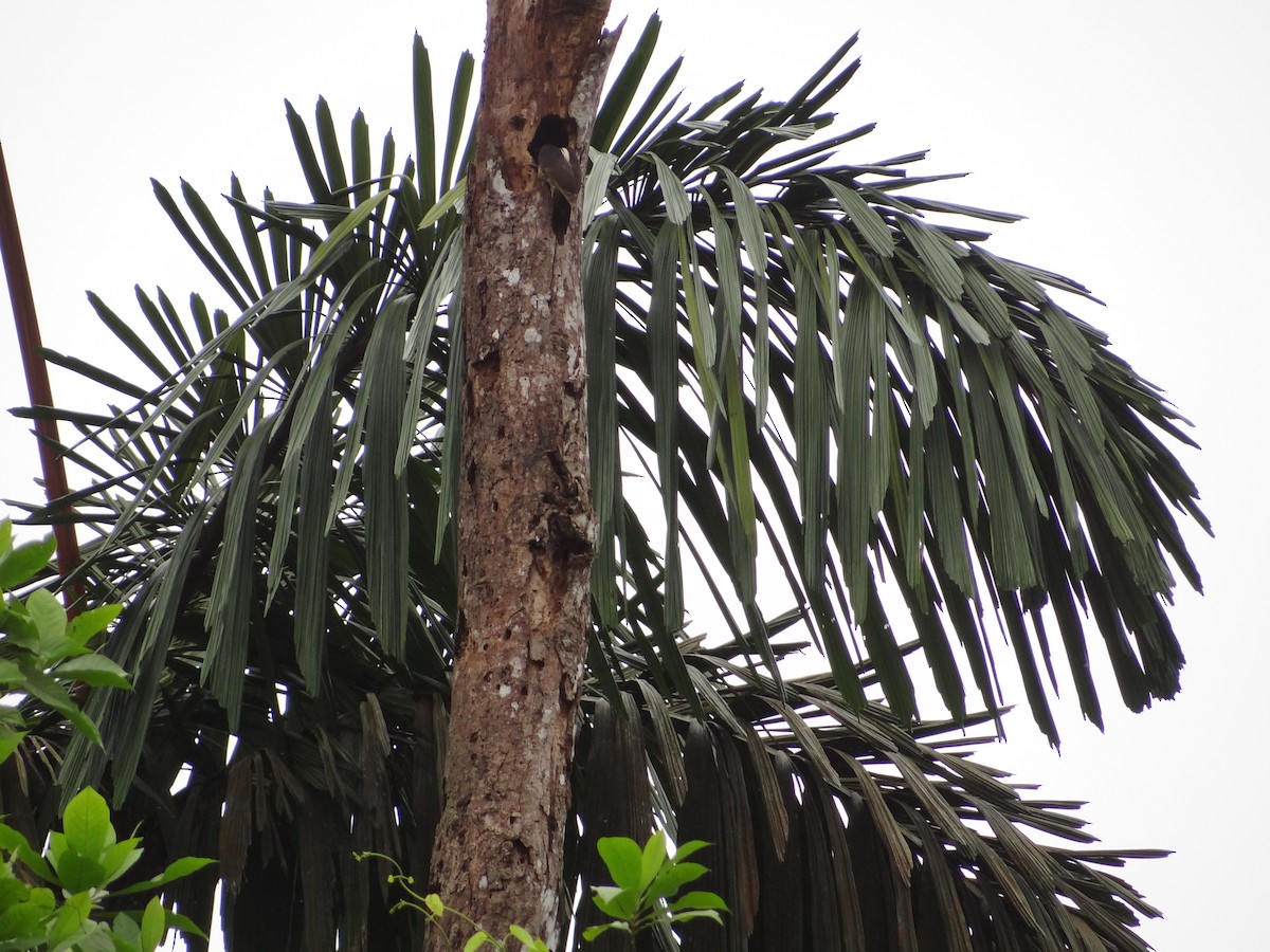 Guayaquil Woodpecker - ML617199822