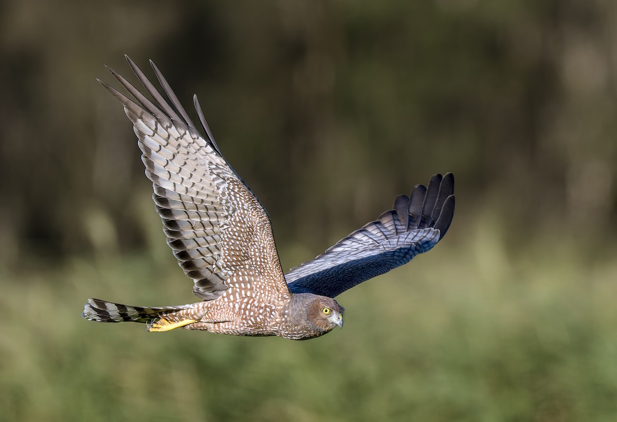 Spotted Harrier - ML617199840