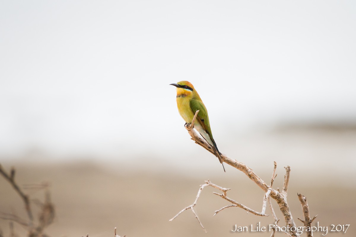 Rainbow Bee-eater - ML61719991