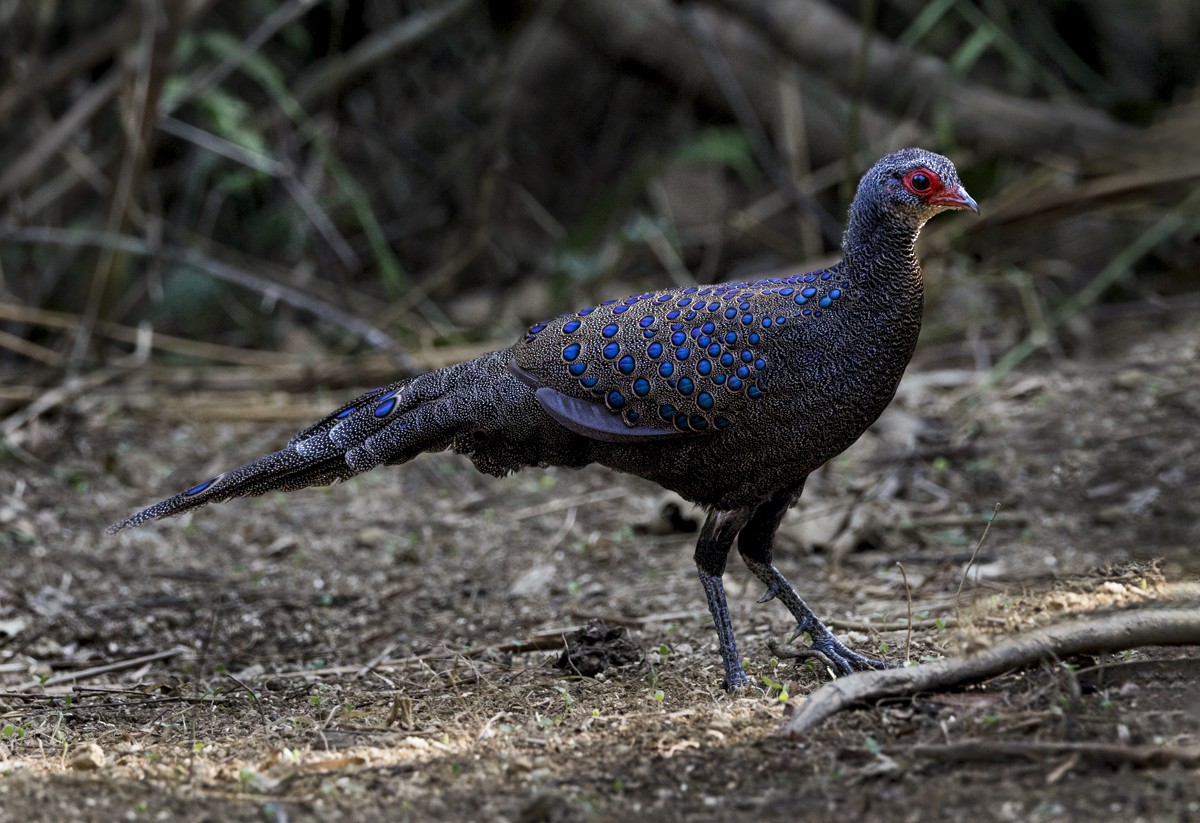 Germain's Peacock-Pheasant - ML617199924