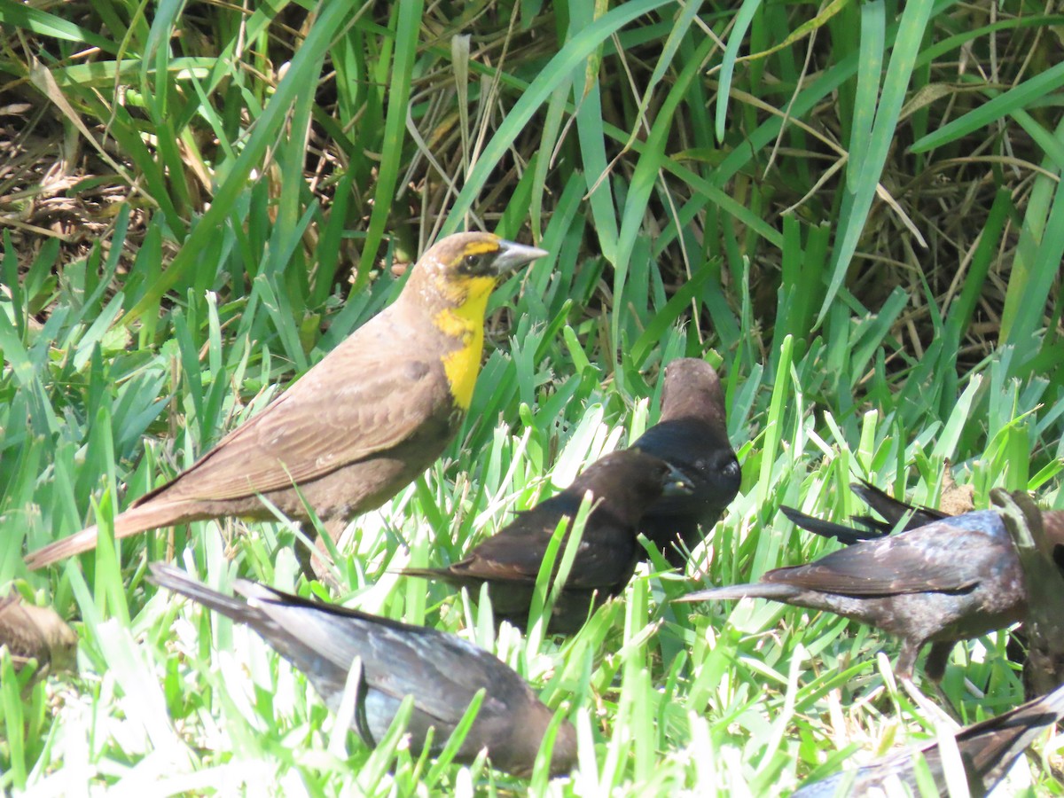 Yellow-headed Blackbird - ML617199974