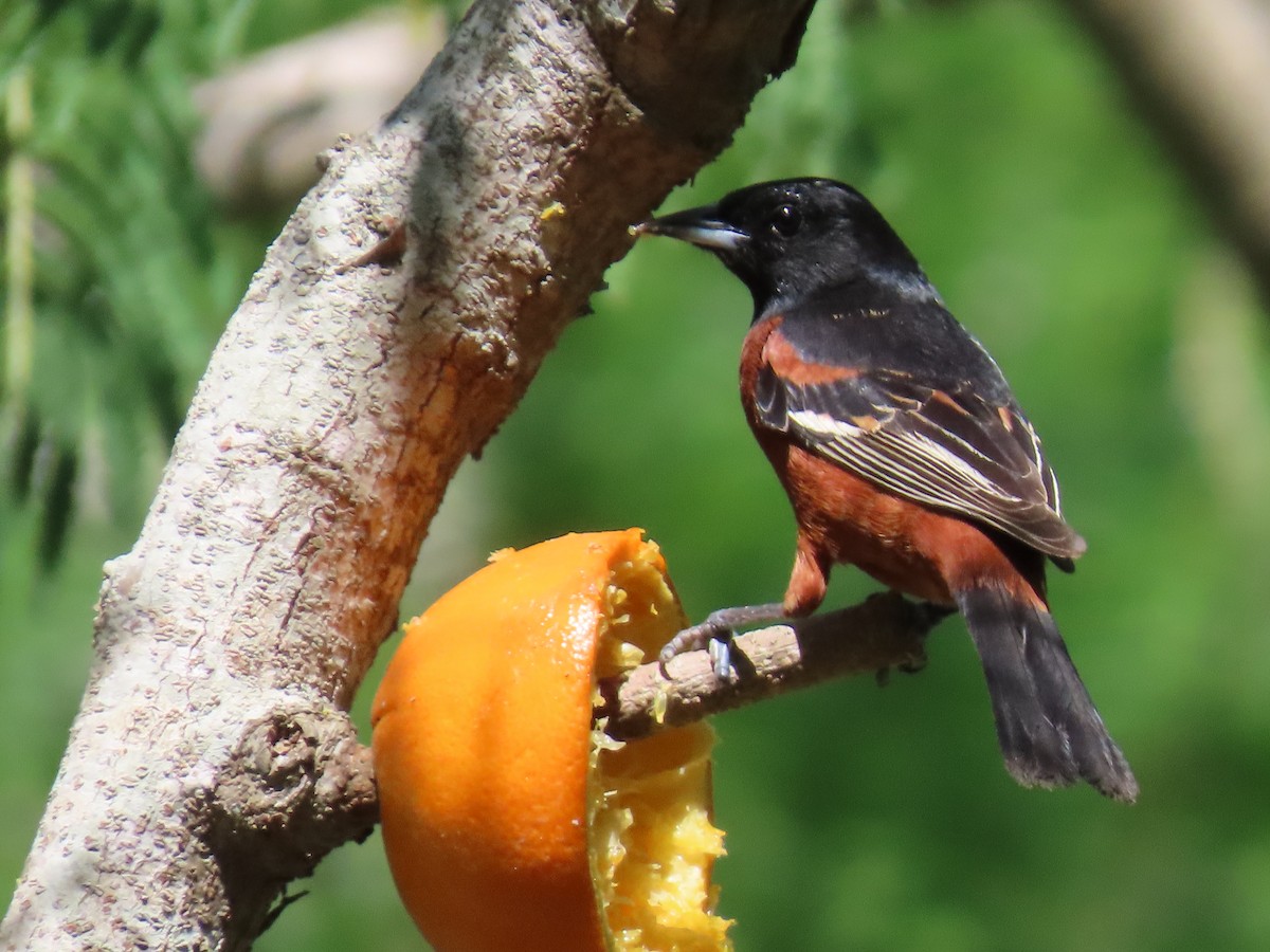 Orchard Oriole - ML617199989