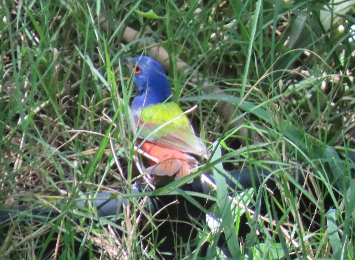 Painted Bunting - ML617200010