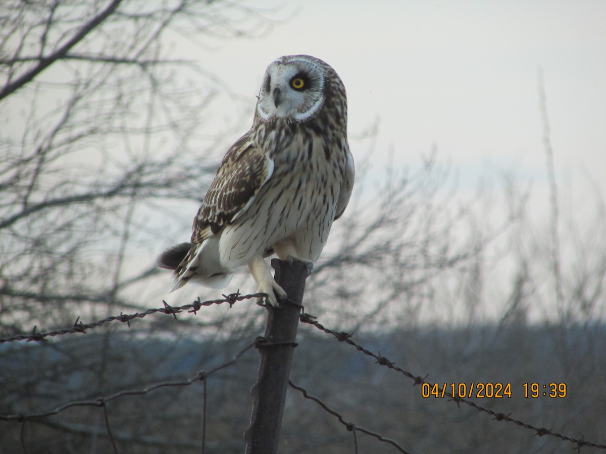 Short-eared Owl - ML617200048