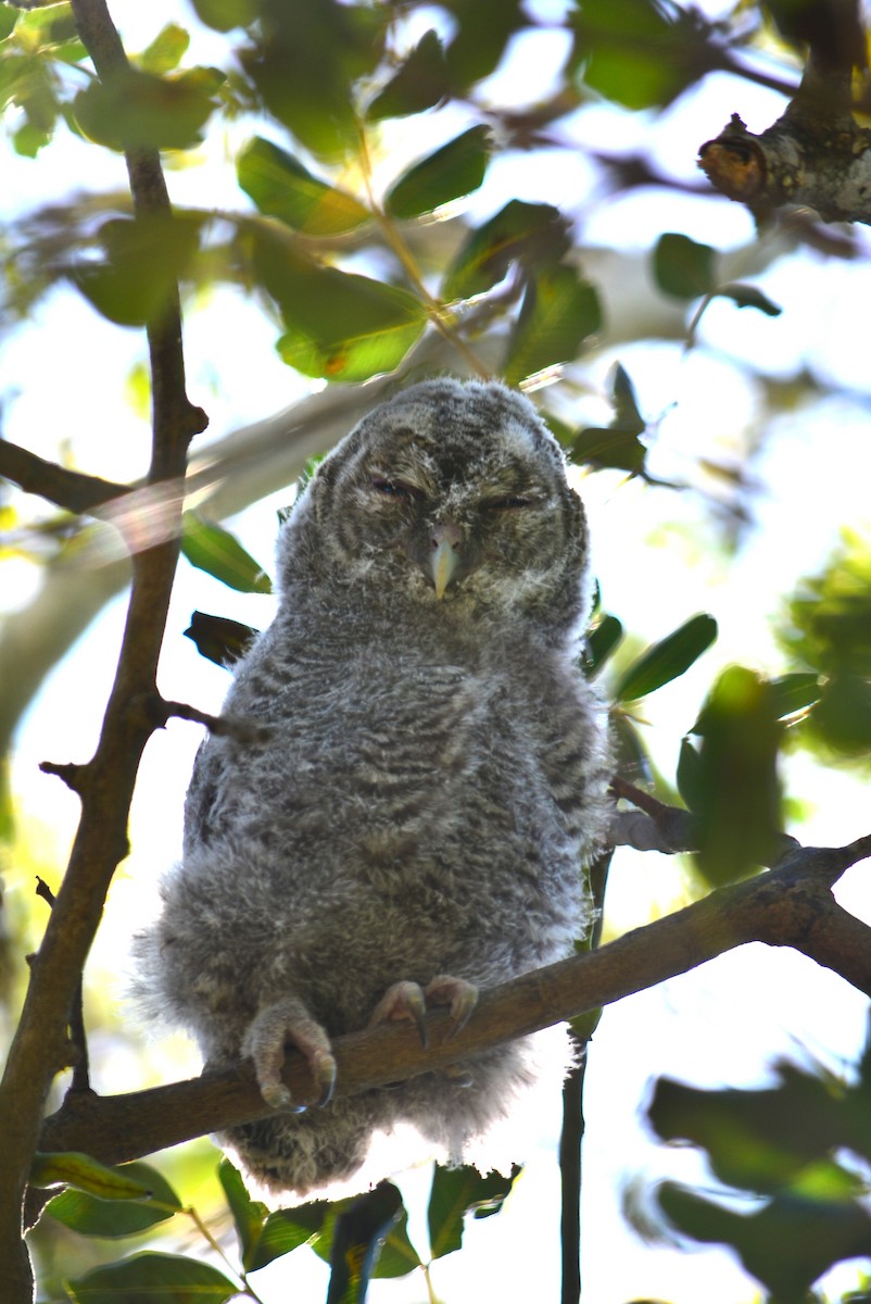 Tawny Owl - ML617200118