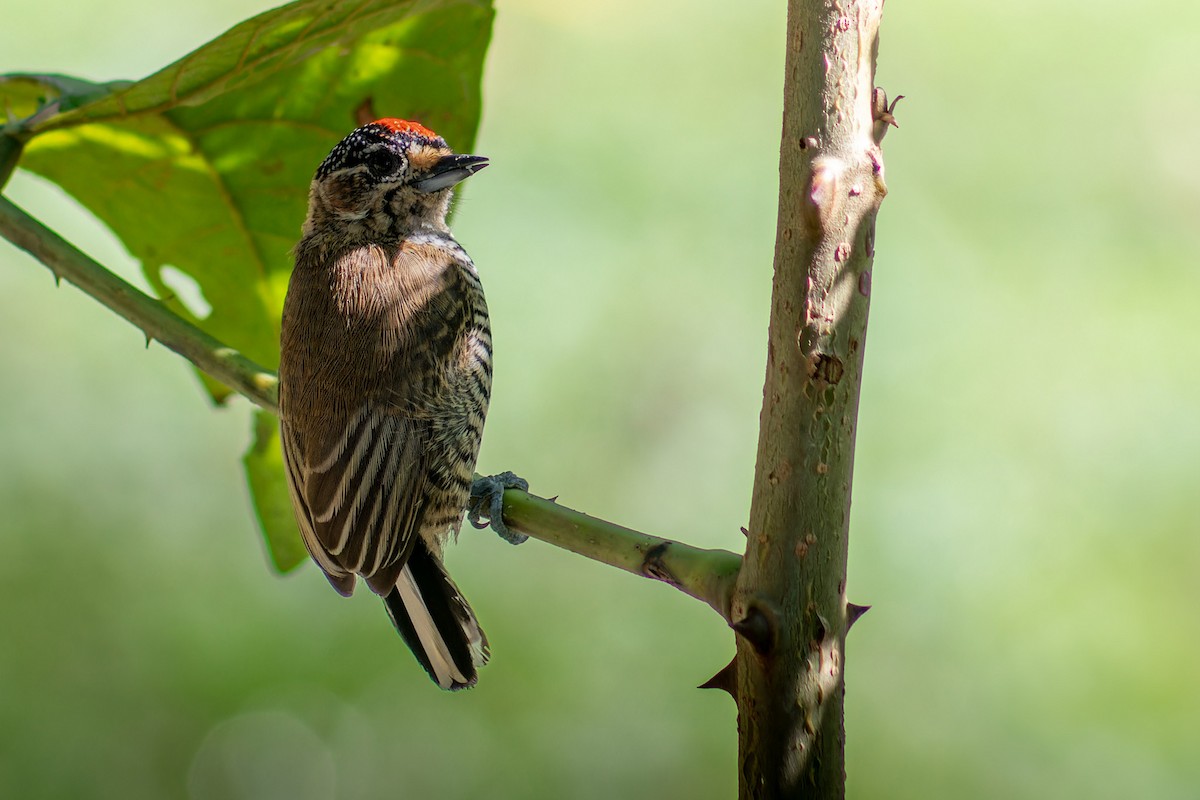 White-barred Piculet - ML617200172