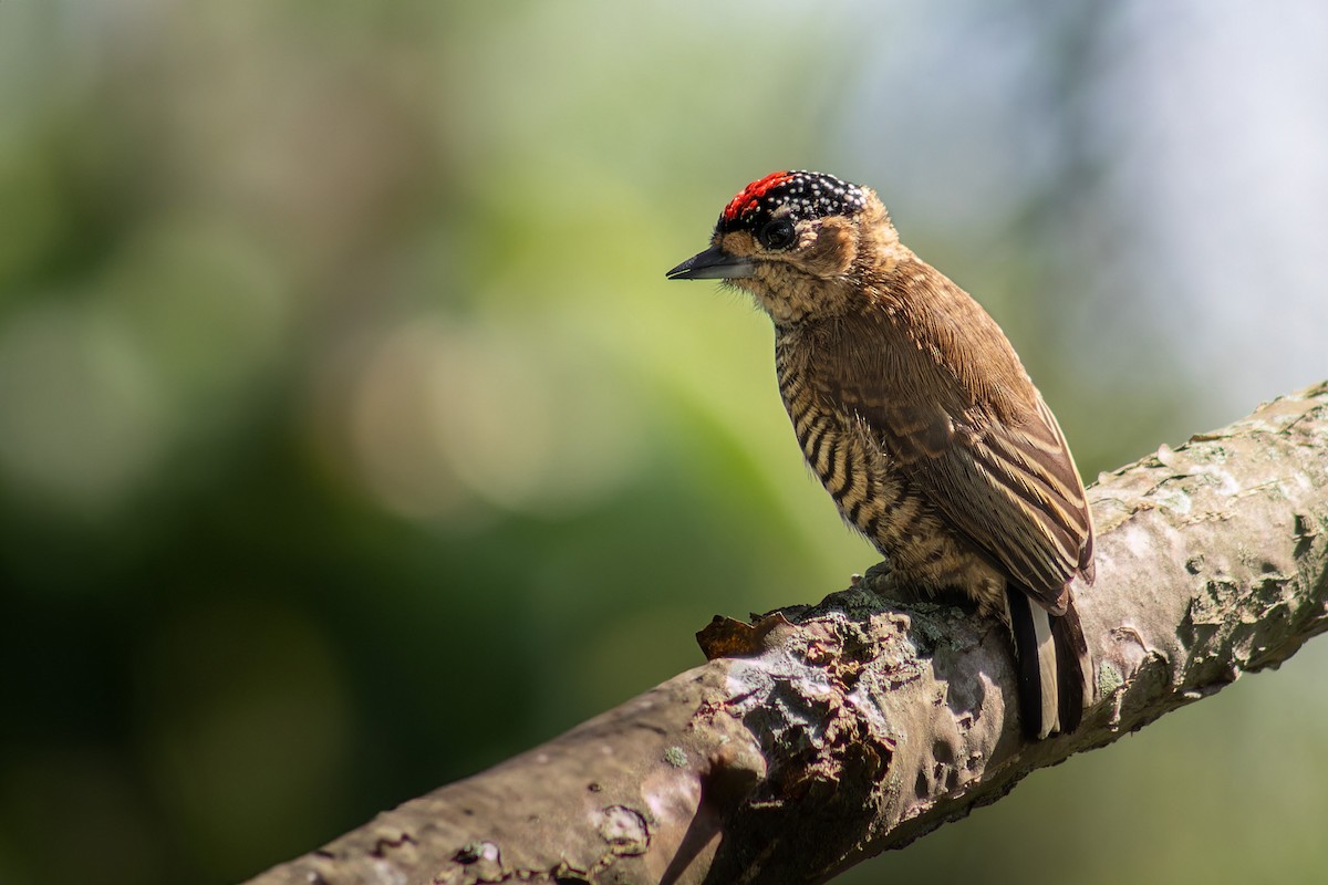 White-barred Piculet - ML617200173