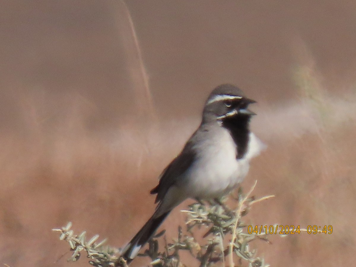 Black-throated Sparrow - ML617200282
