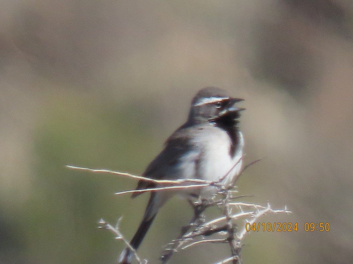 Black-throated Sparrow - ML617200283
