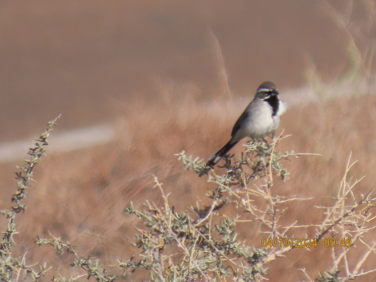 Black-throated Sparrow - ML617200284