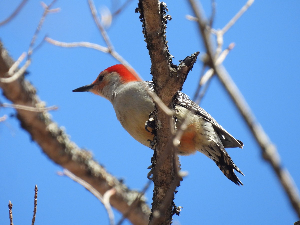 Red-bellied Woodpecker - ML617200294