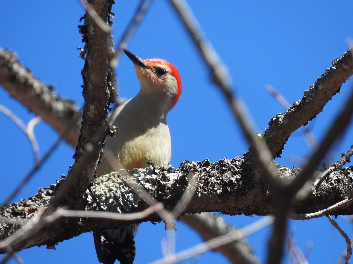 Red-bellied Woodpecker - ML617200296