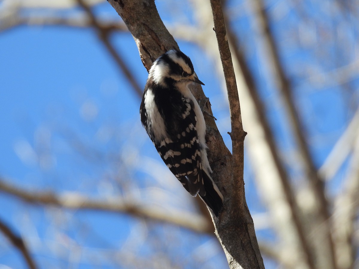 Downy Woodpecker - ML617200303