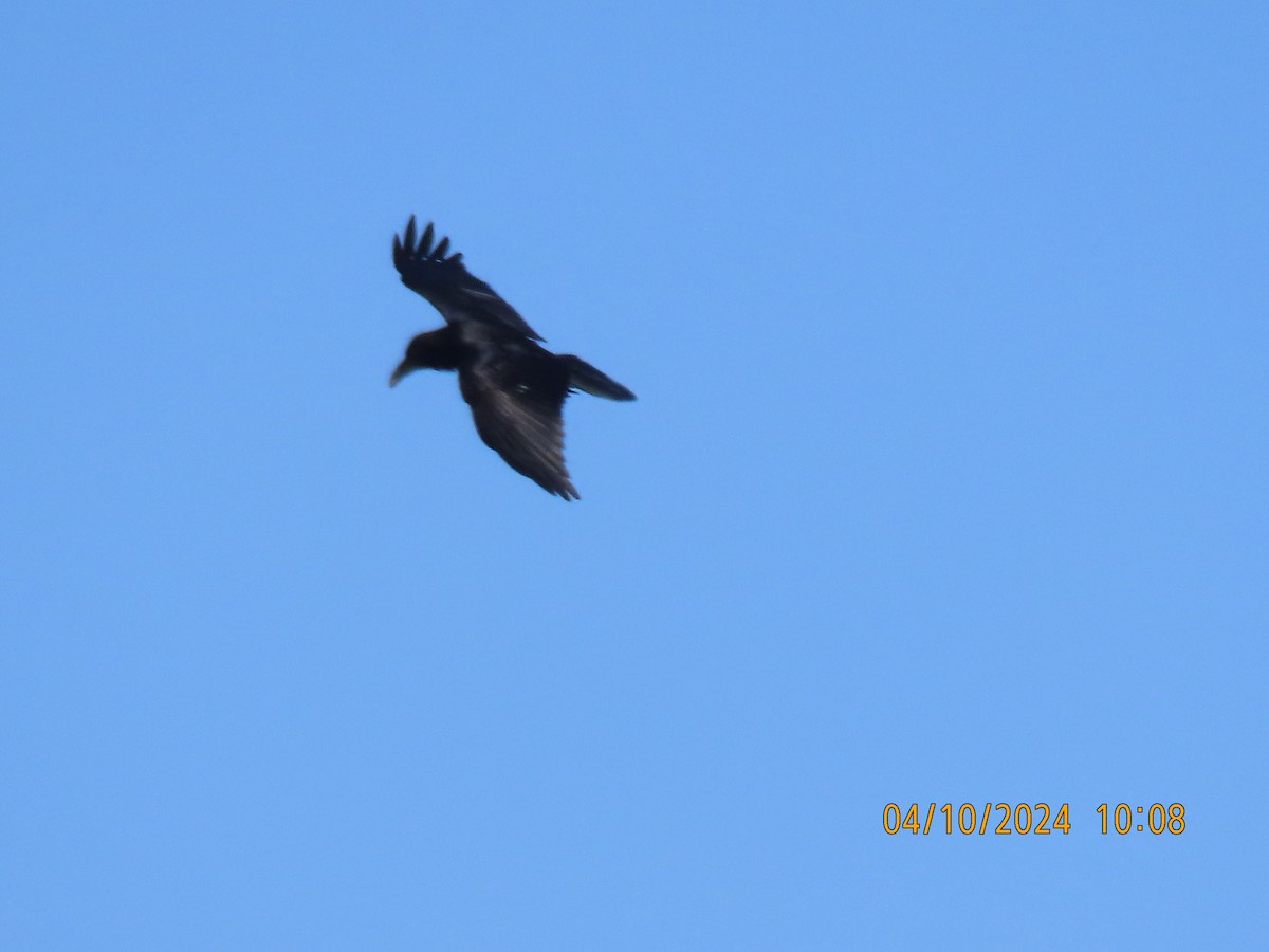 Common Raven - ML617200327