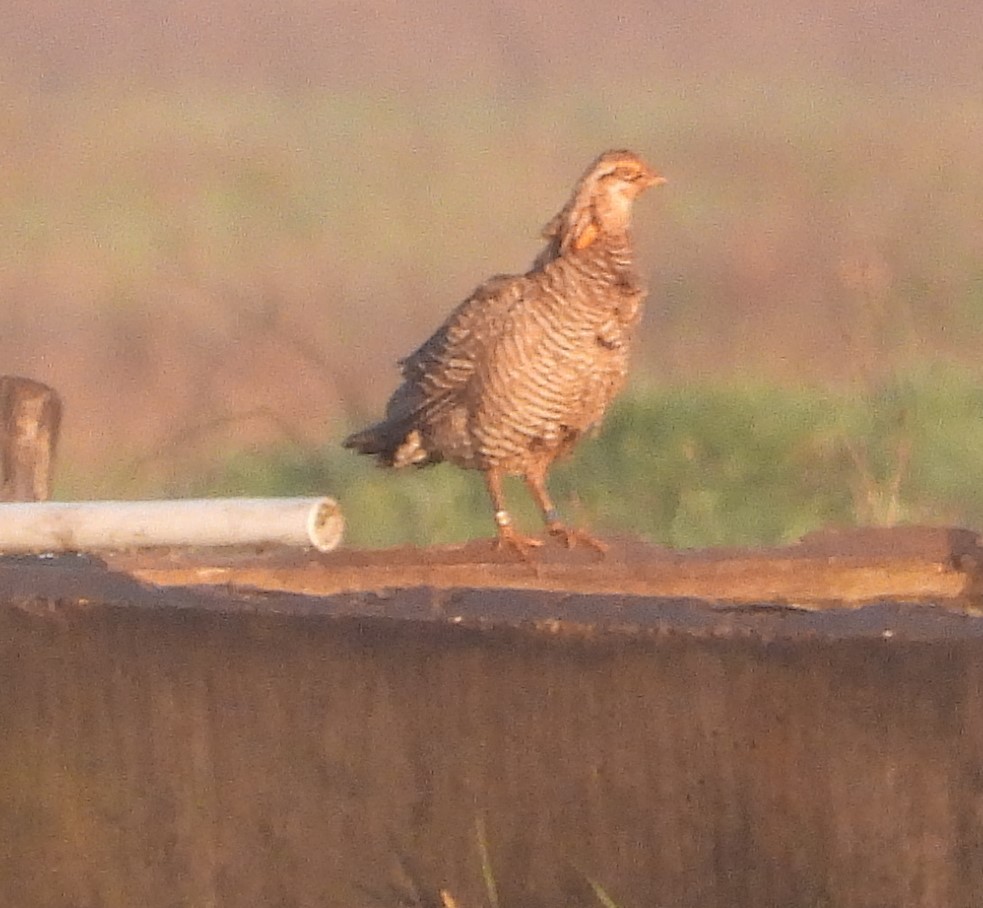 Greater Prairie-Chicken (Attwater's) - ML617200358