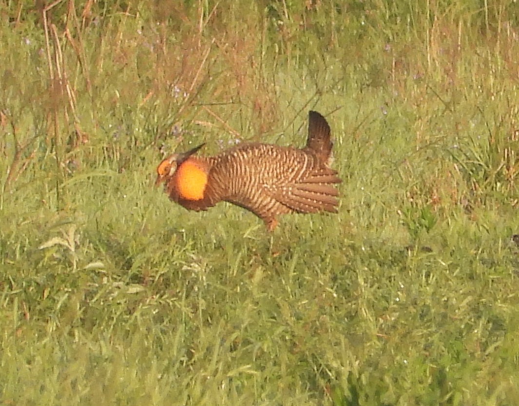 Greater Prairie-Chicken (Attwater's) - ML617200361