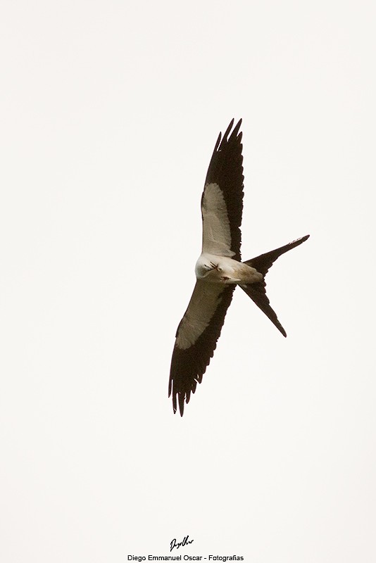Swallow-tailed Kite - ML617200417