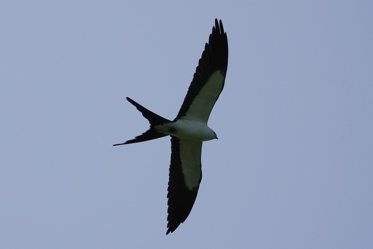 Swallow-tailed Kite - ML617200528