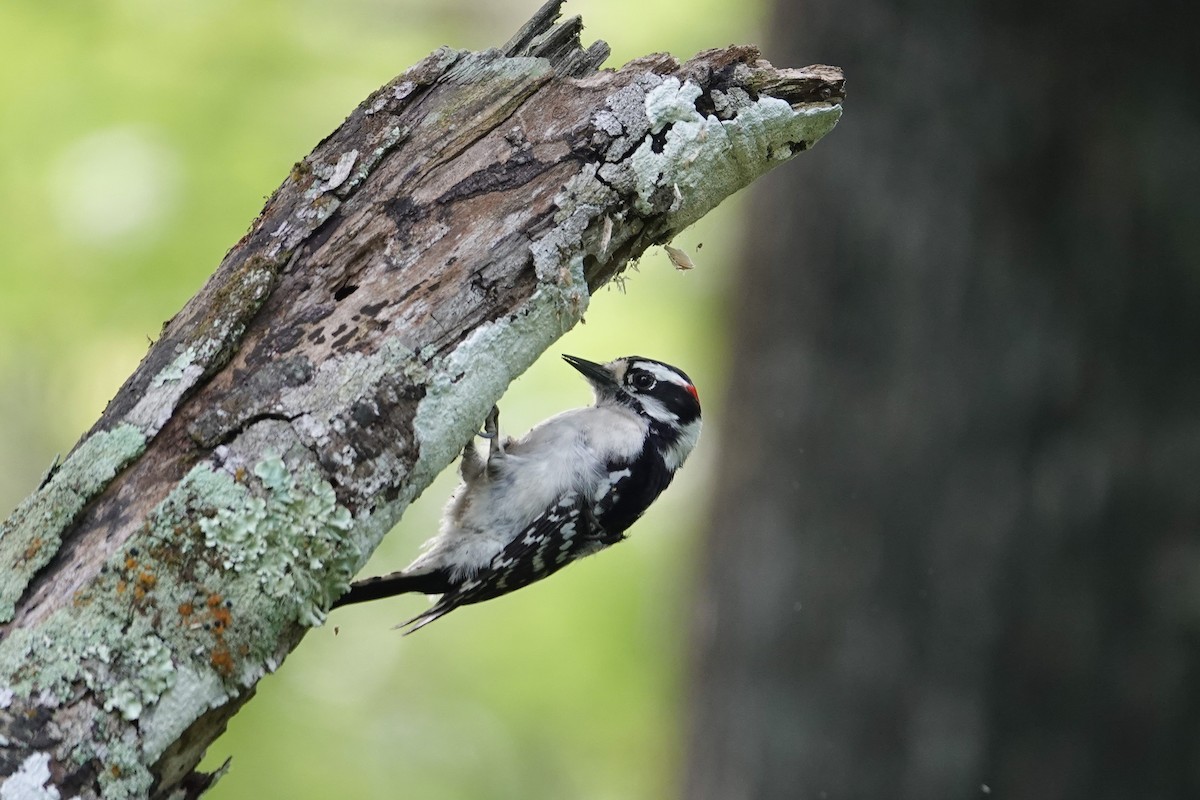 Downy Woodpecker - ML617200545