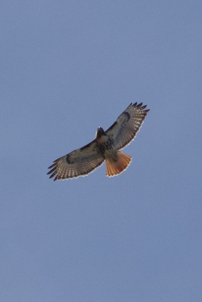Red-tailed Hawk (abieticola) - ML617200622