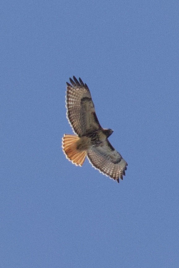 Red-tailed Hawk (abieticola) - ML617200623