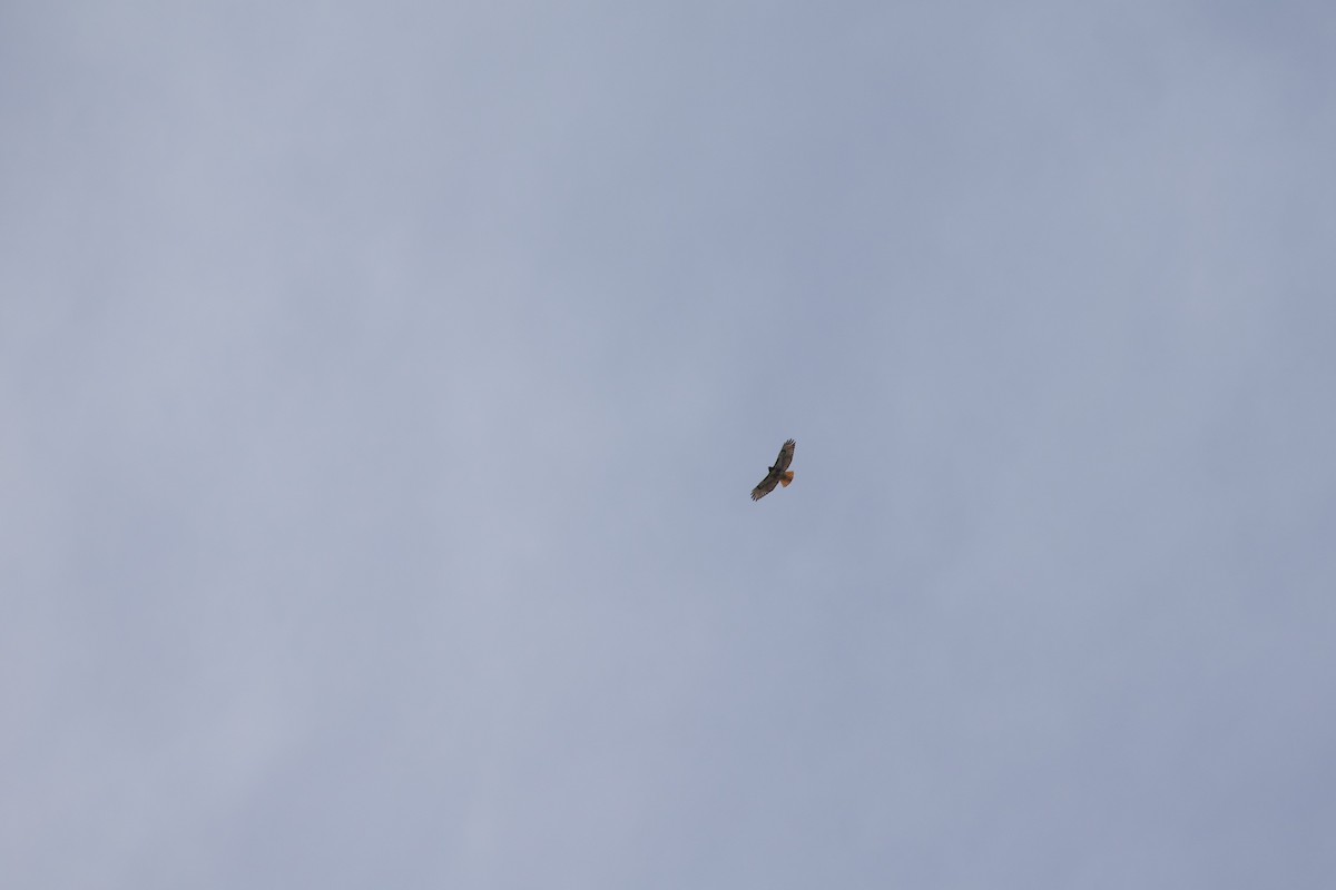 Red-tailed Hawk (abieticola) - ML617200624