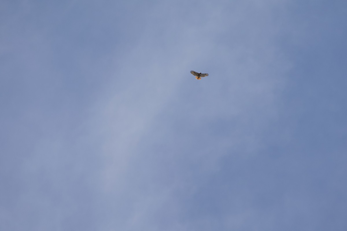 Red-tailed Hawk (abieticola) - ML617200625