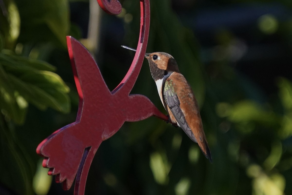 Rufous Hummingbird - ML617200843