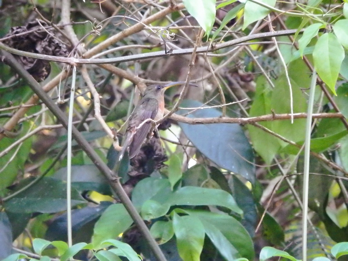 Краснохвостый колибри-отшельник - ML617200897