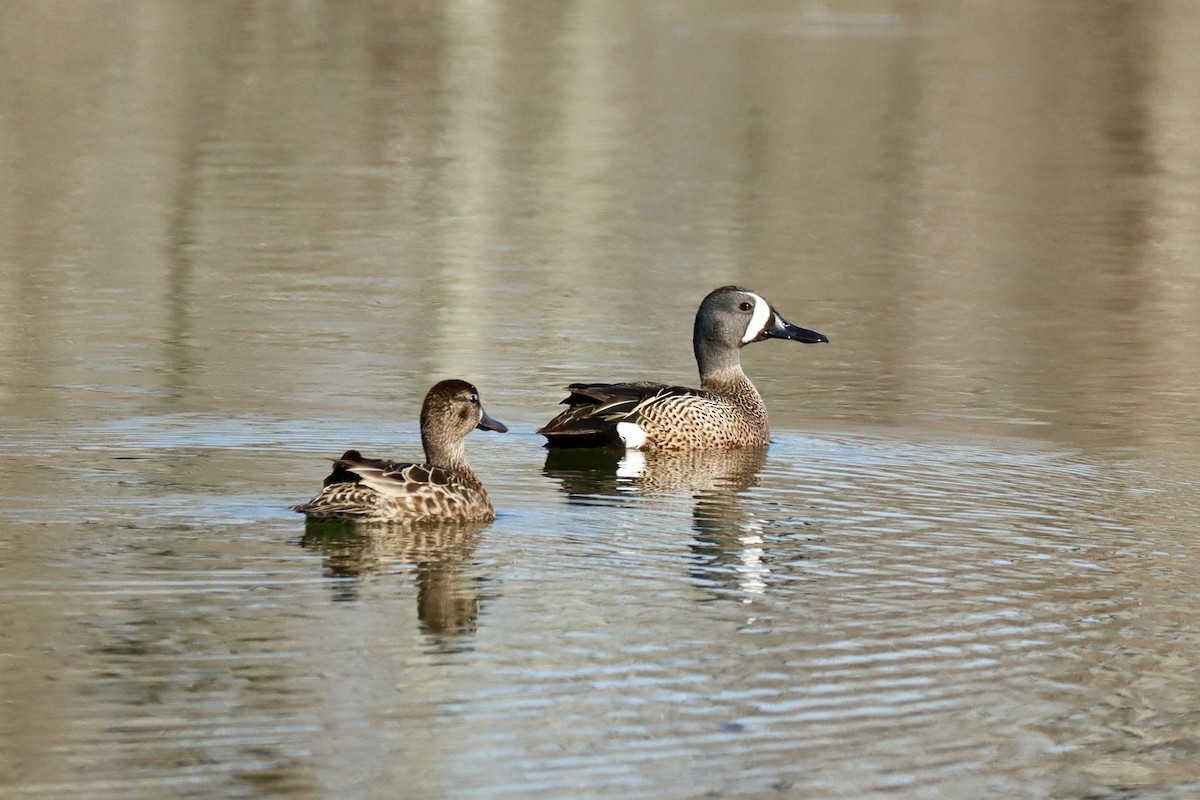 Blue-winged Teal - ML617200924