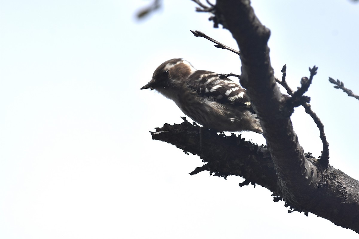 Japanese Pygmy Woodpecker - ML617200928
