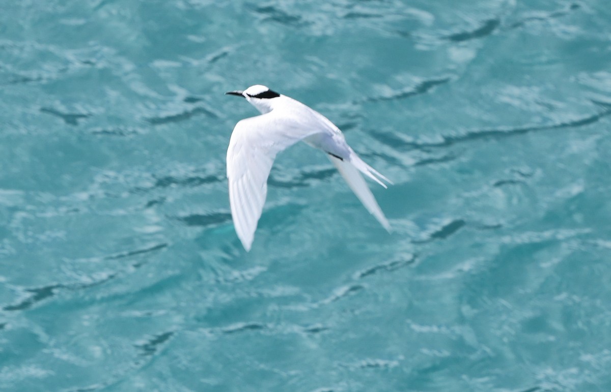 Black-naped Tern - Ashley Banwell