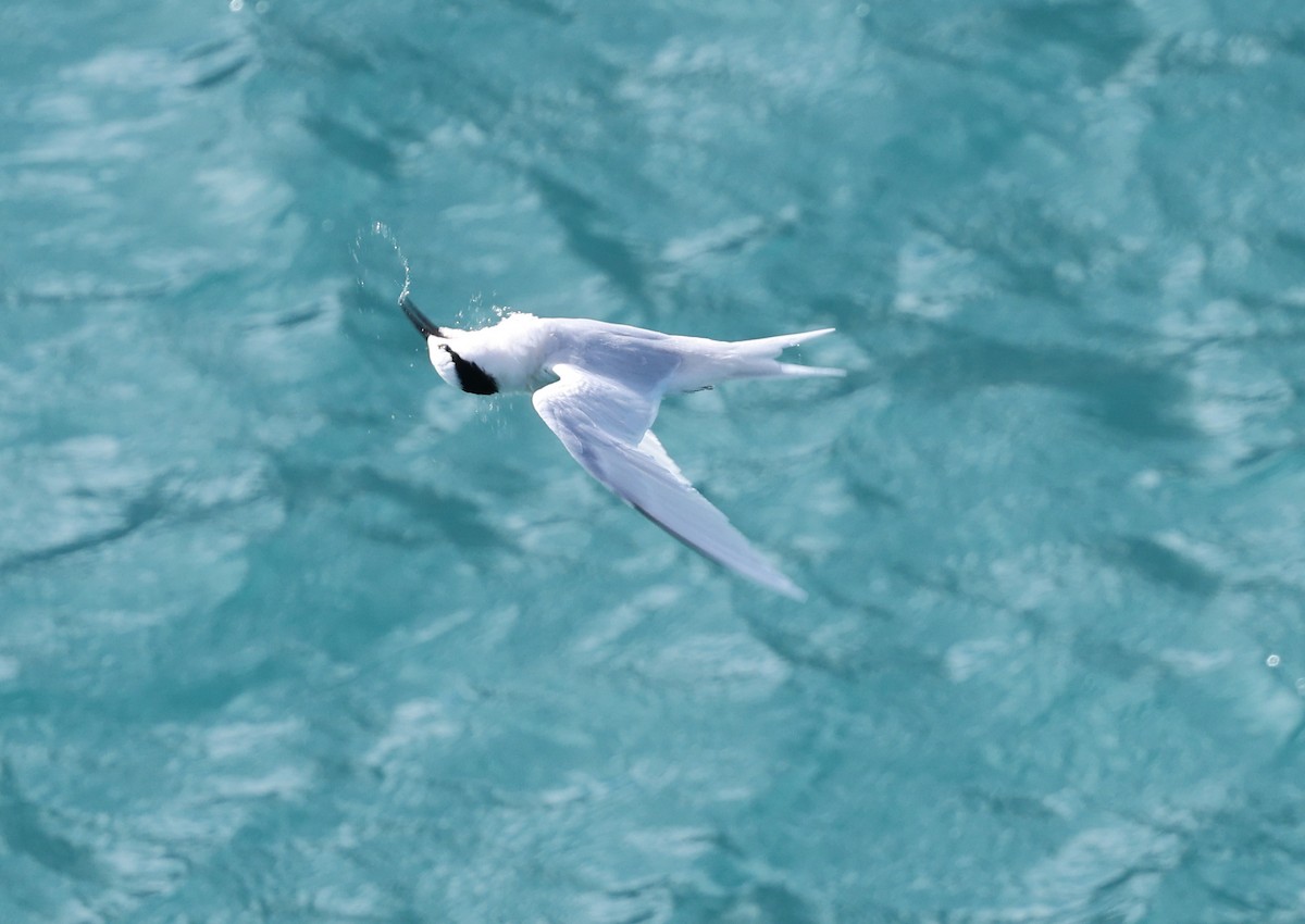Black-naped Tern - ML617200960