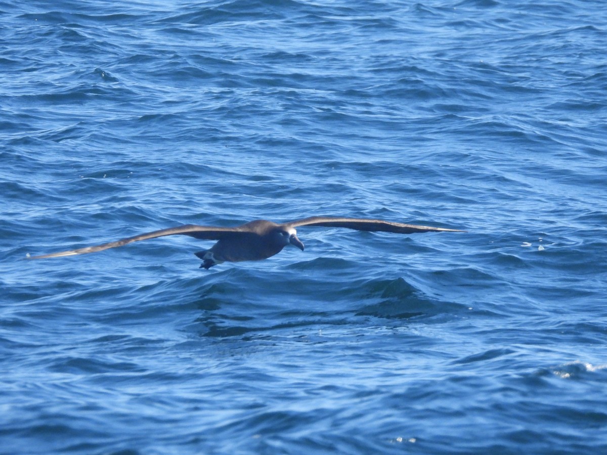 Black-footed Albatross - ML617200970