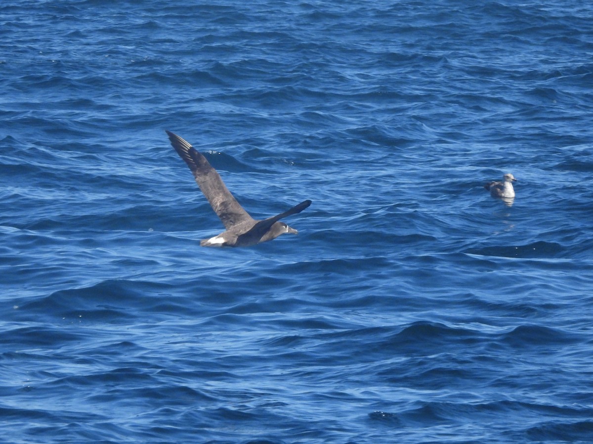 Black-footed Albatross - ML617200972