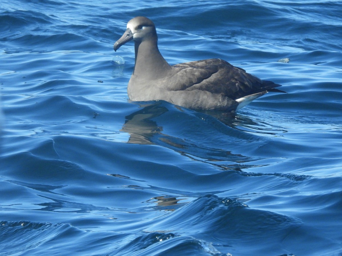 Black-footed Albatross - ML617200975