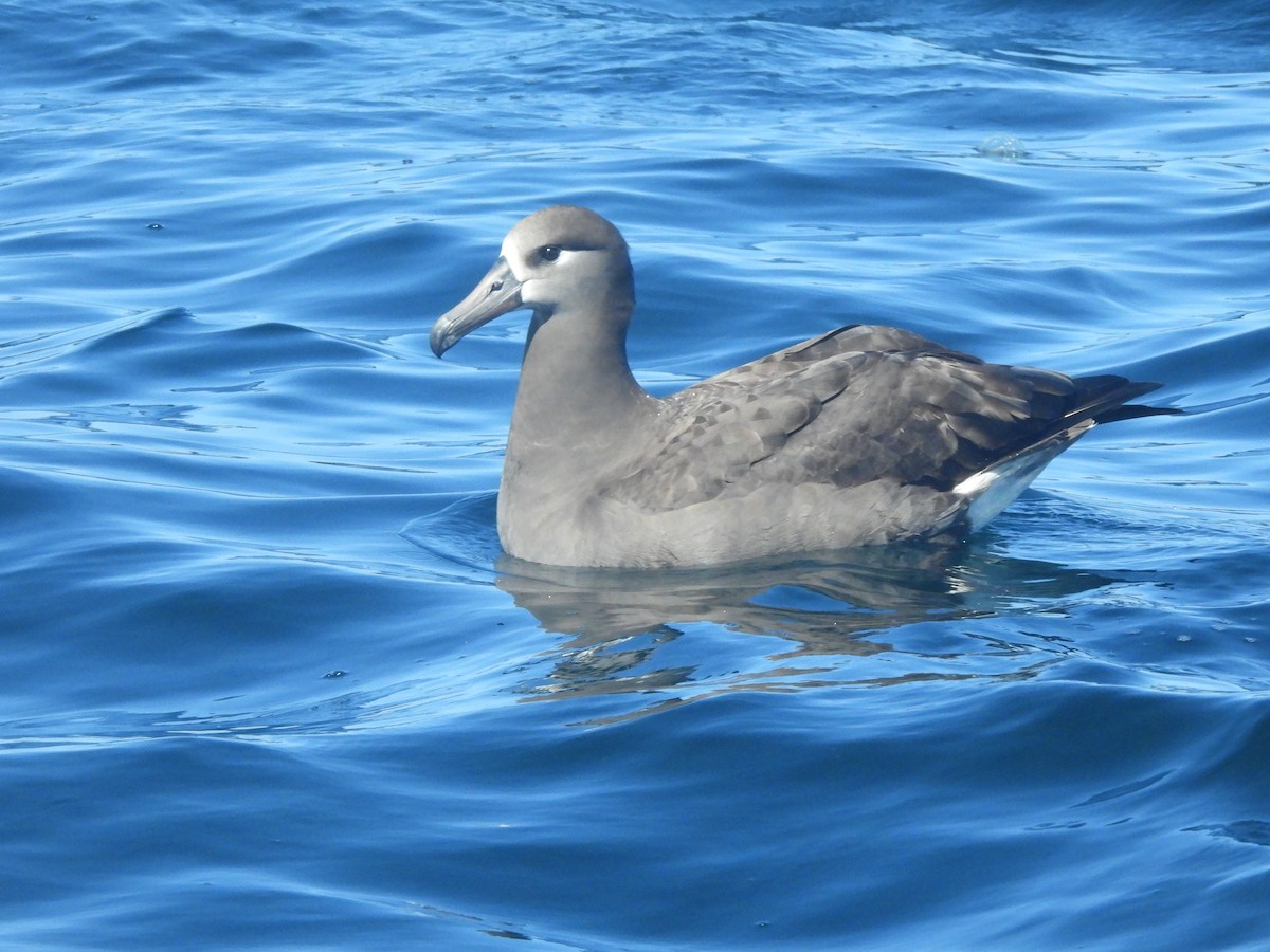 Black-footed Albatross - ML617200978