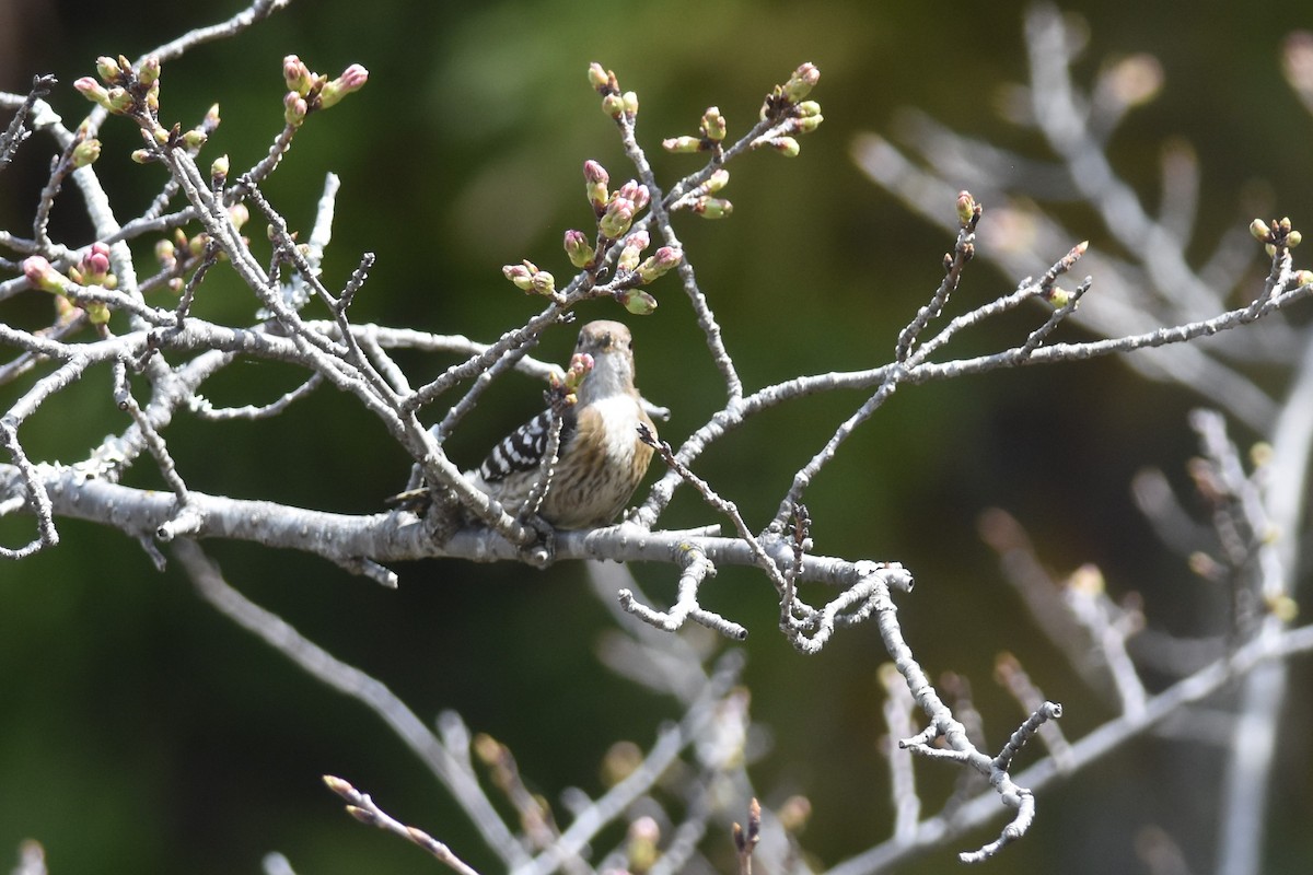 Japanese Pygmy Woodpecker - ML617201106