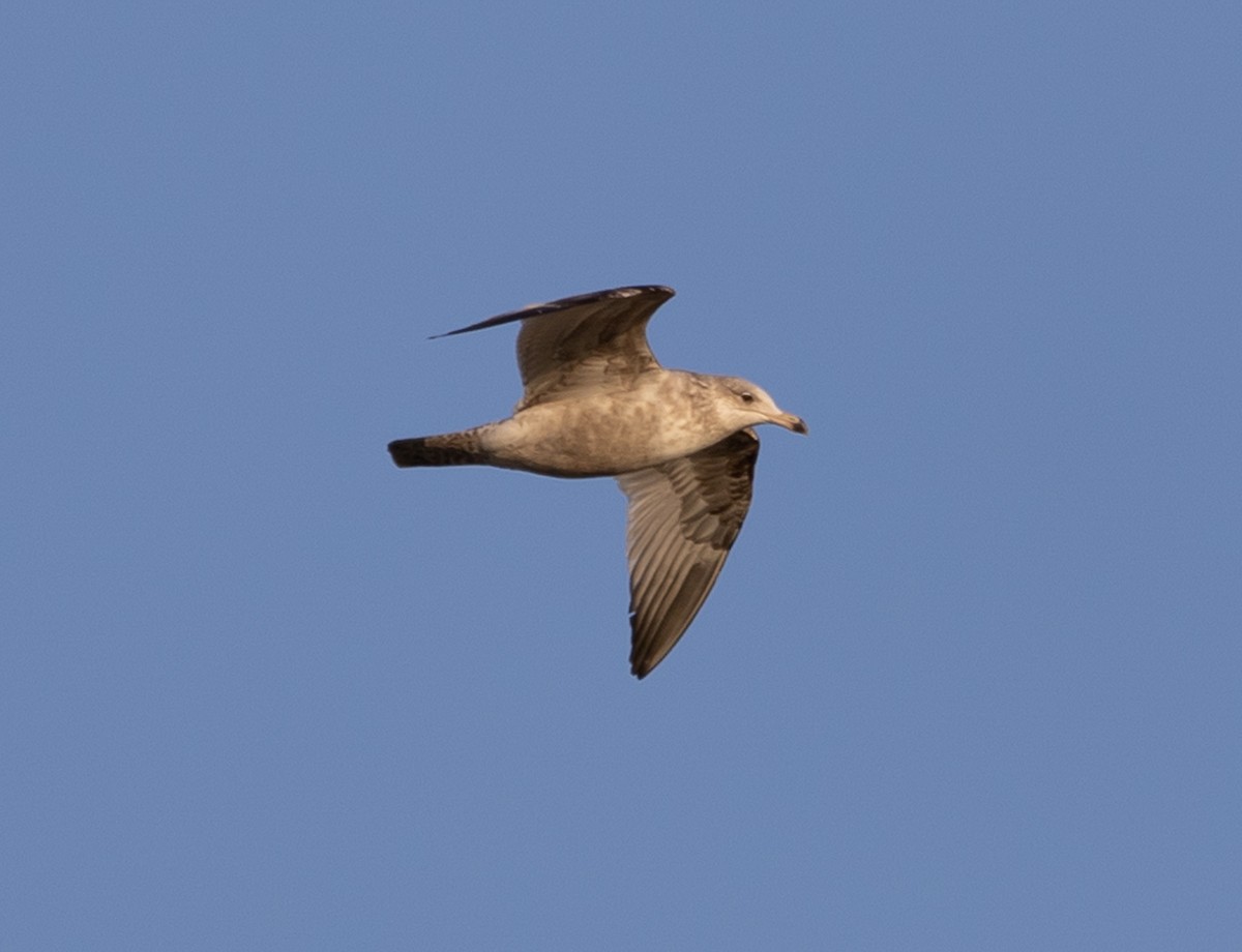 Herring Gull - ML617201150