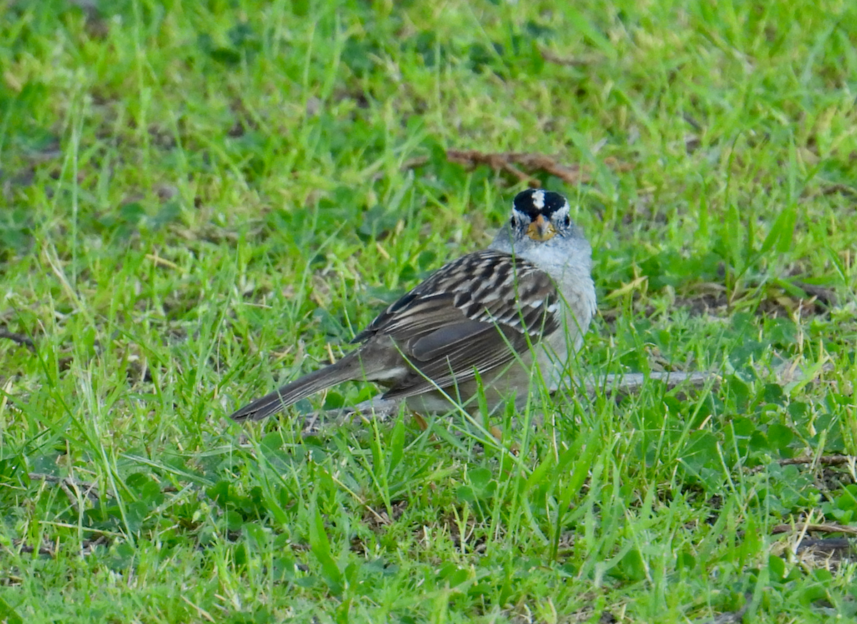 White-crowned Sparrow - ML617201257
