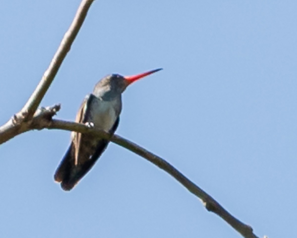 kolibřík zlatoocasý - ML617201258
