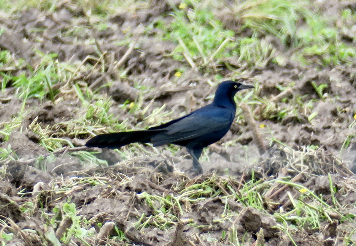 Great-tailed Grackle - Lindsay Seely