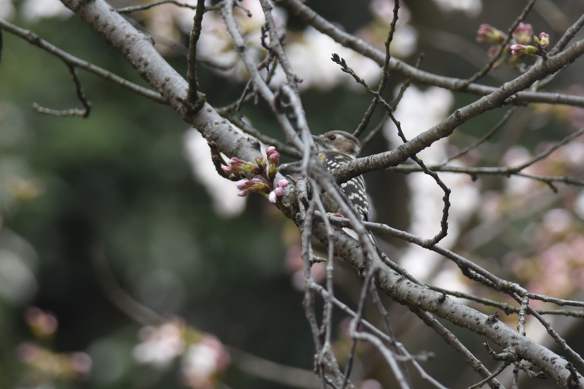 Japanese Pygmy Woodpecker - ML617201555