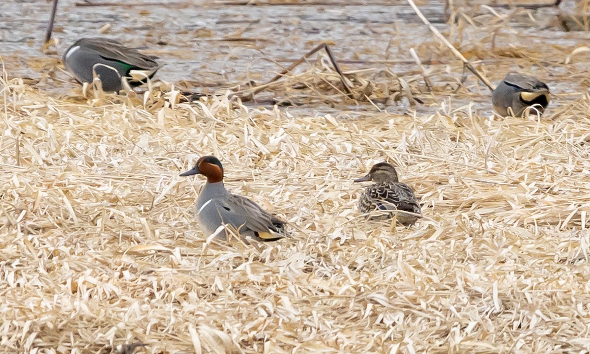 Green-winged Teal - ML617201569
