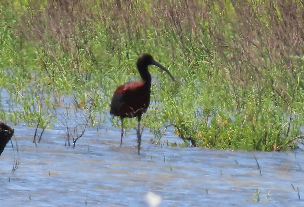 ibis americký - ML617201620