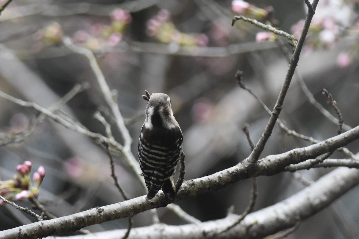 Japanese Pygmy Woodpecker - ML617201626