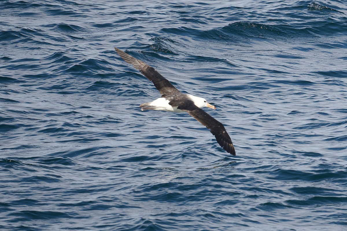 Black-browed Albatross - ML617201688