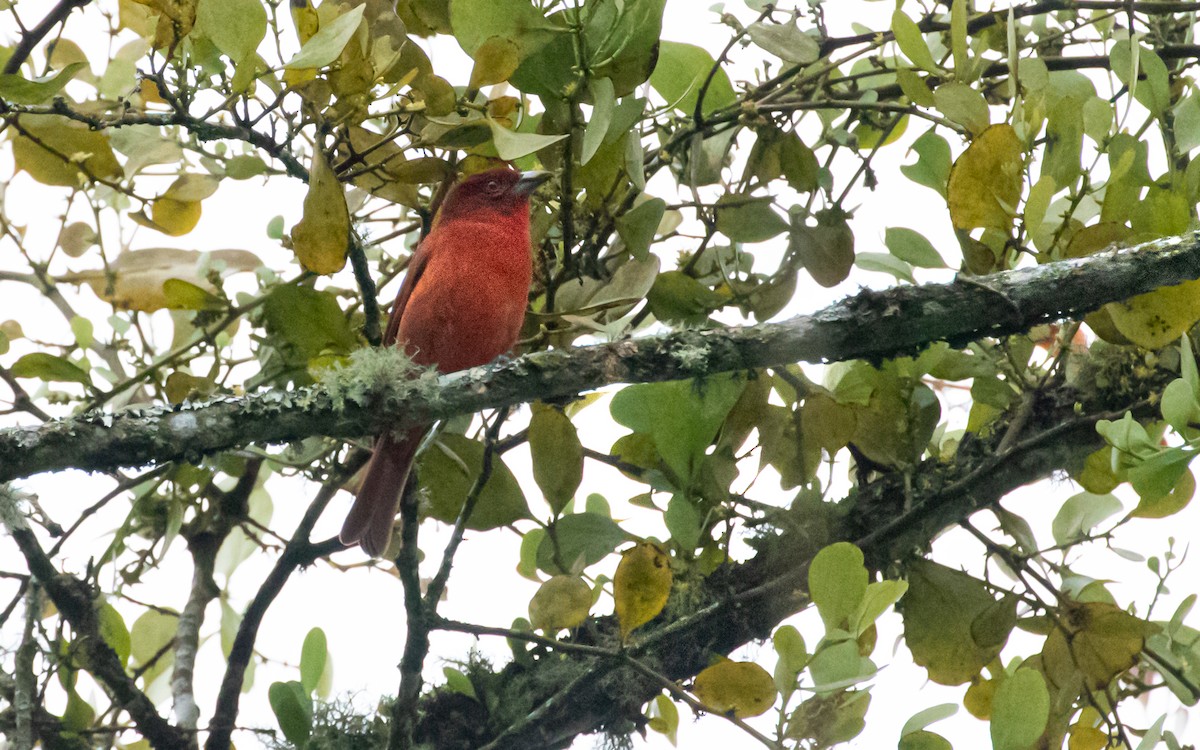 Hepatic Tanager - ML617201758