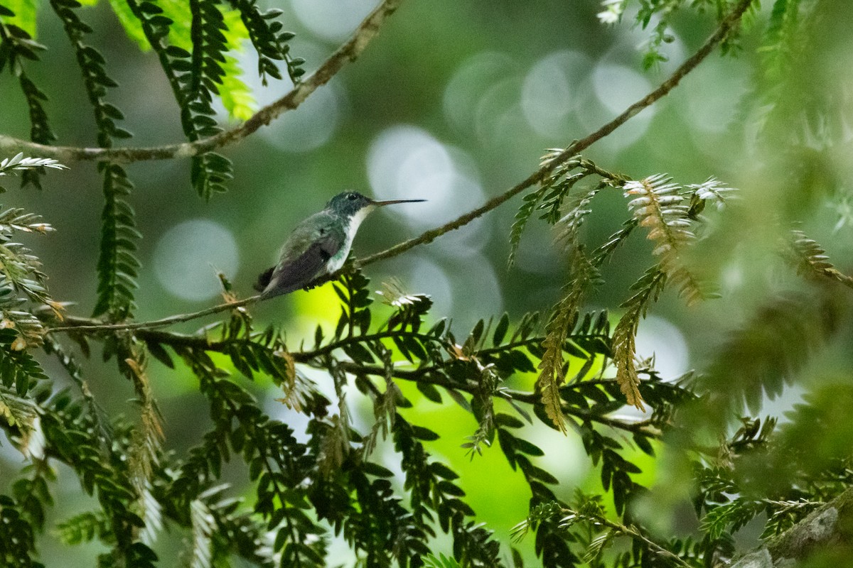 Andean Emerald - ML617201788