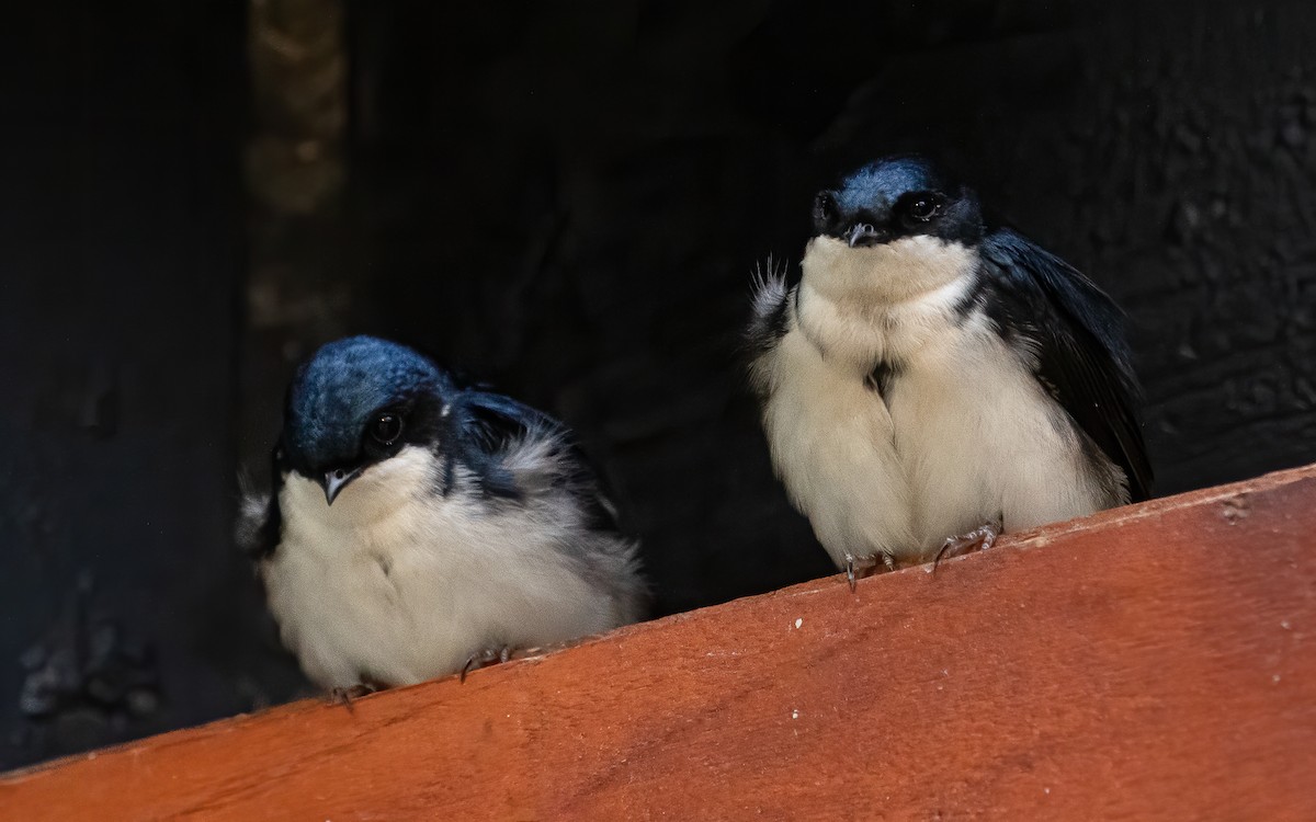 Blue-and-white Swallow - ML617201792